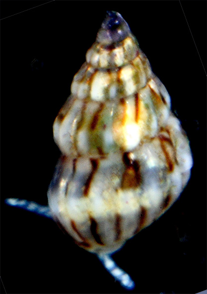 Pusillina sp. ?